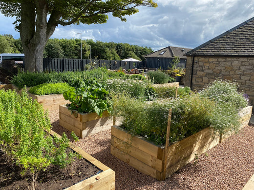 Darnley's Gin: Our Gin Botanicals