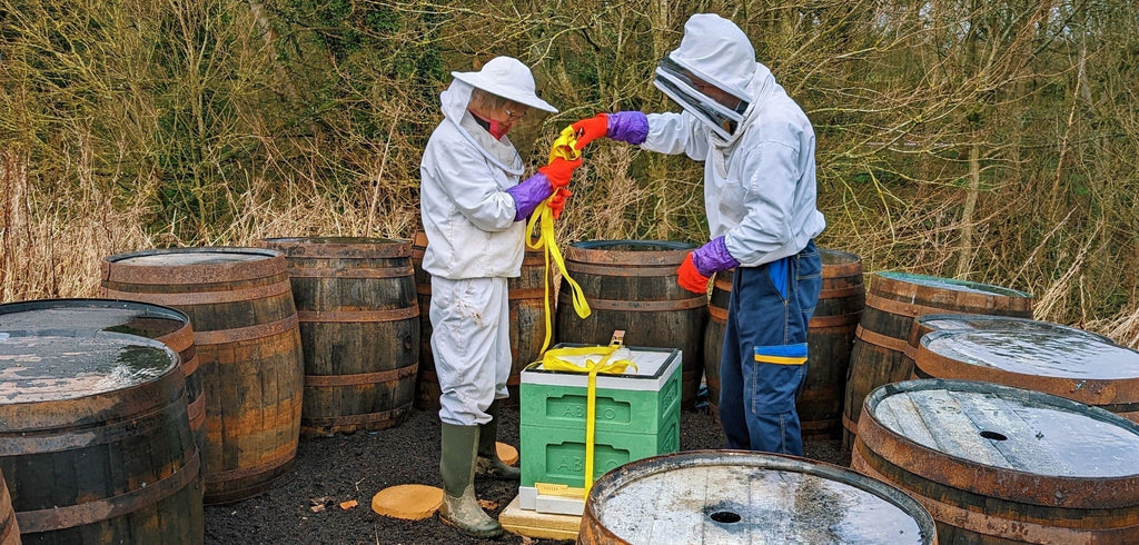 Bees at Kingsbarns!